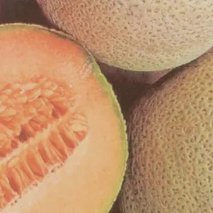 Heirloom Top Mark Melon Seeds - Organic and Regenerative Gardening Seeds
