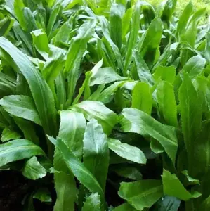 500 Culantro Seeds for Planting - Ngo Gai - Mexican Coriander Seeds - Recao Seeds - Tropical Perennial Herb Seeds Easy to Grow