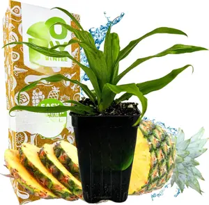 Florida Special Pineapple Live Plant - Ananas Comosus for Indoor and Outdoor Gardening