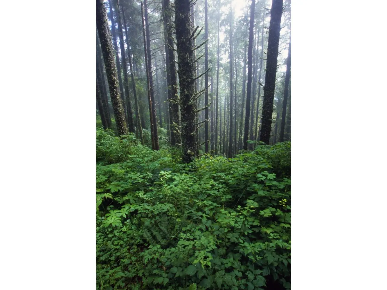 Artistic Foggy Lush Foliage & Bare Trees Wall Poster Print by Natural Selection Craig Tuttle, 12x18 Decor for Room, Ideal Gift for Home Decor Enthusiasts