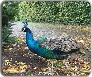 Ron the Peacock Mousepad