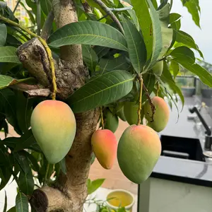 Gnome Kent Mango Tree, real plant, sweet, fiber-free fruit, self-pollinating, suitable for indoor and outdoor cultivation, low-maintenance garden or orchard fruit tree.