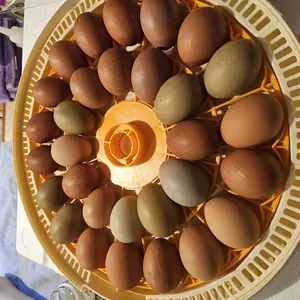 30 Egg Incubator with Automatic Turner, Digital Temperature and Humidity Display, and Built-in Egg Candler for Hatching Chickens, Quail, and Ducks