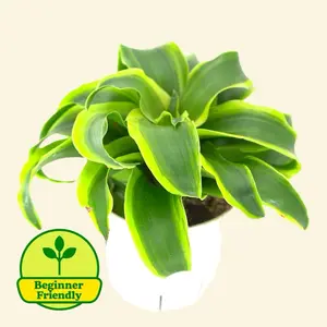 Dracaena Tornado 4” - Low Maintenance Colorful House Plant