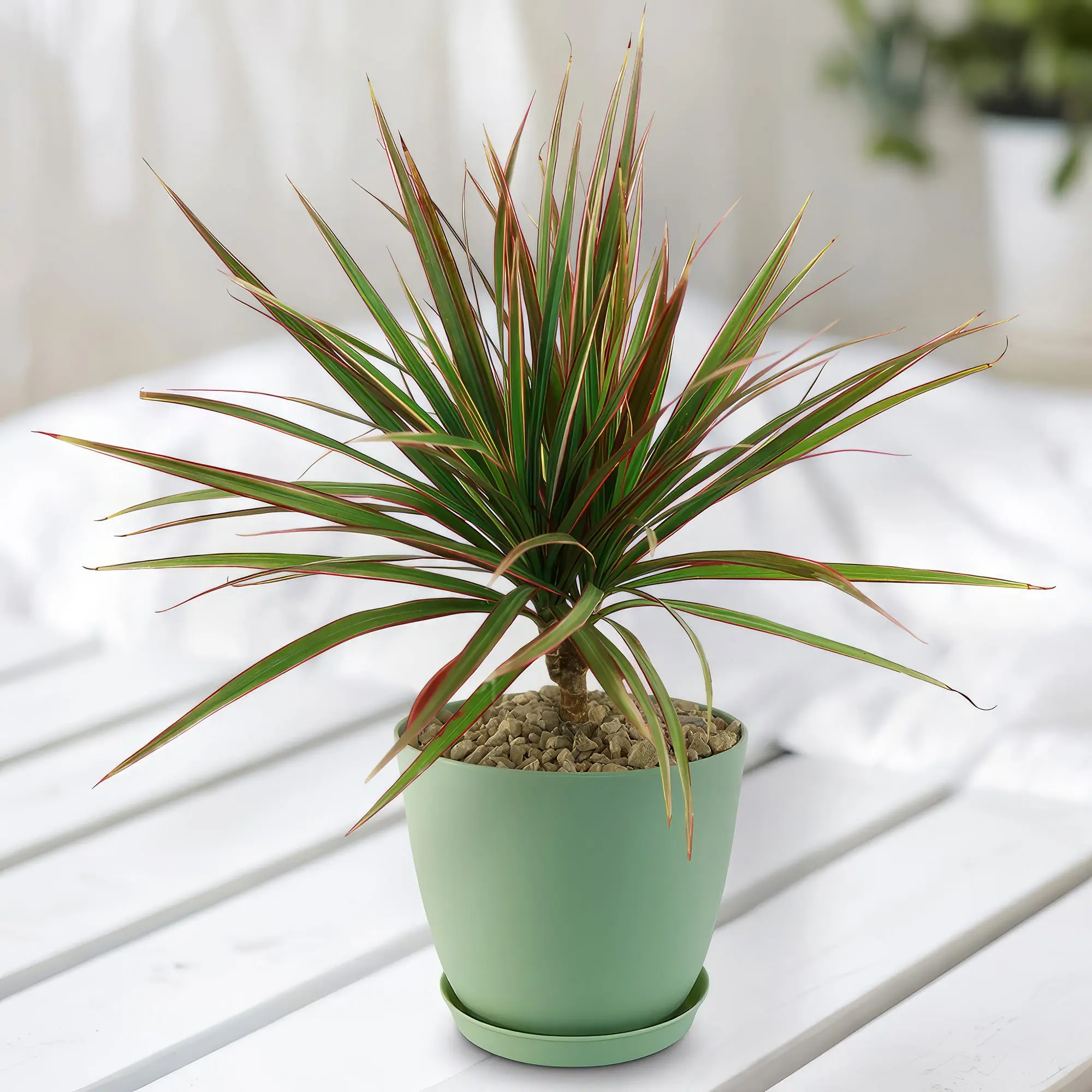 Bicolor Dragon Tree - Dracaena marginata ‘Bicolor’