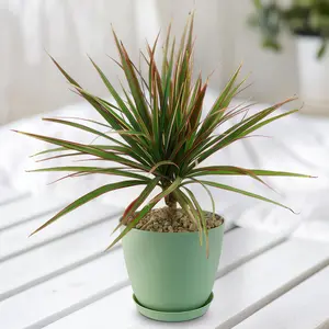 Bicolor Dragon Tree - Dracaena marginata ‘Bicolor’