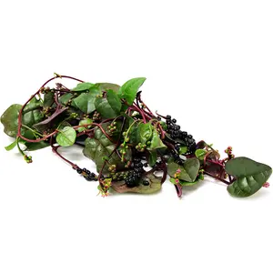 Red Malabar Spinach Seeds Heirloom Non-GMO Open Pollinated Basella Rubra 70 Days Vine Type Edible Ornamental Plant