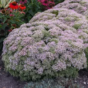 Rock 'N Grow® Pure Joy Stonecrop Sedum