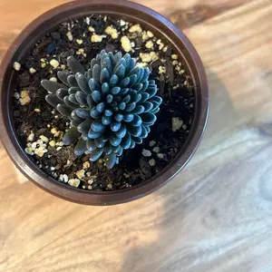 Sinocrassula "Tiny Buttons" Succulent Plant - Low-Maintenance Indoor/Outdoor Potted Succulent for Home Decor