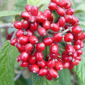 Leatherleaf Viburnum