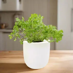 Parsley Hydroponic Kit