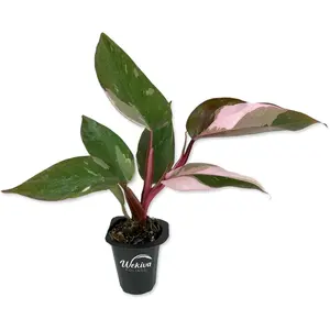 Pink Princess Philodendron - Live Starter Plant in a 2 Inch Pot - Philodendron Erubescens ‘Pink Princess’ - Extremely Rare Indoor Houseplant