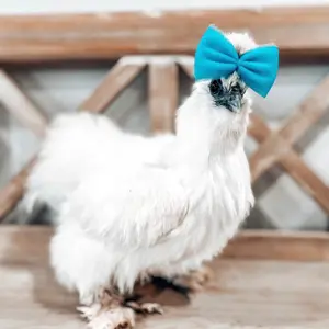 Silkie Chicken Bows Headwear Accessories