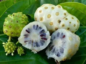 25 seeds Noni - Indian Mulberry Morinda citrifoliaMEDICINAL herb seed
