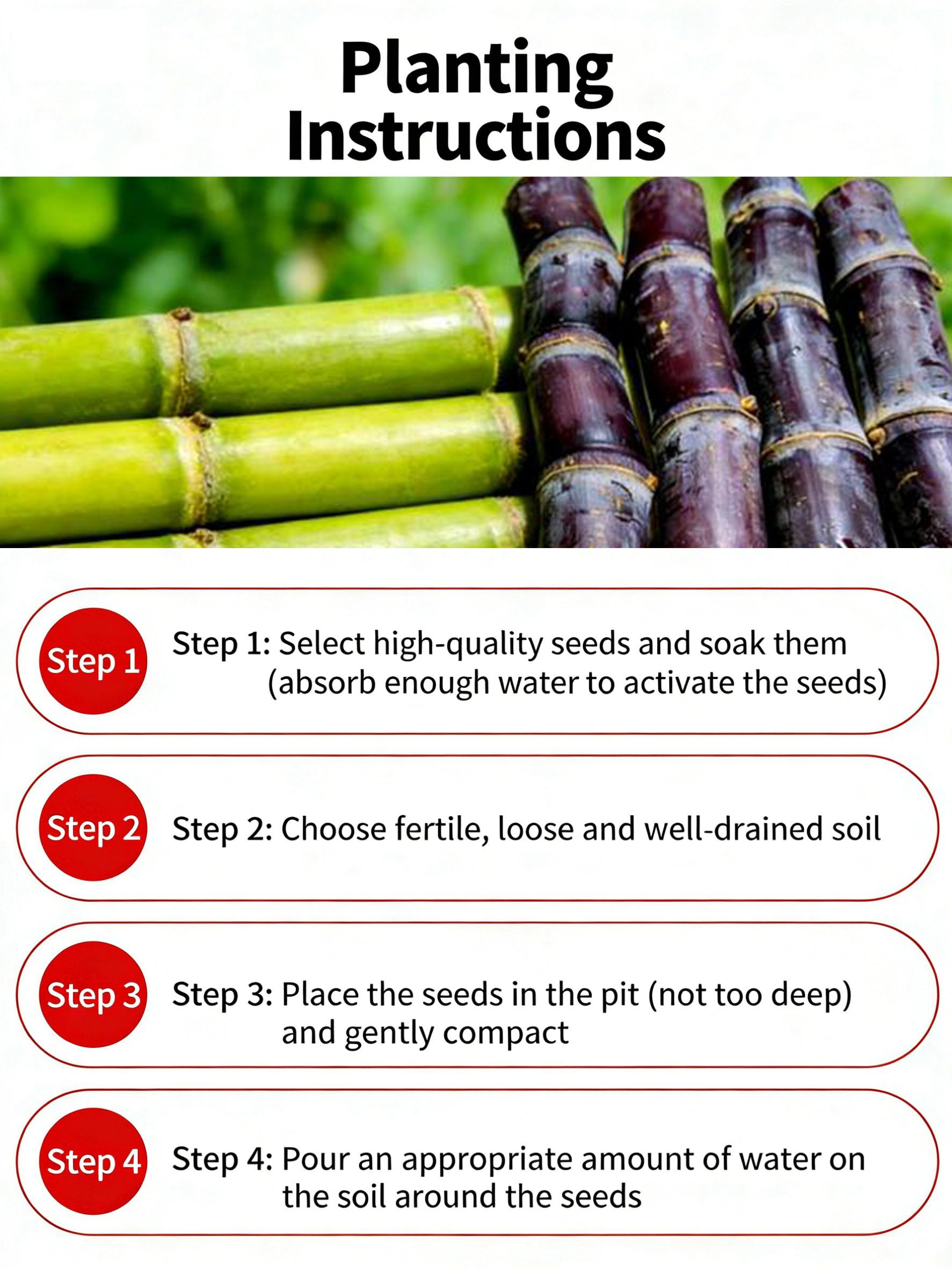 Tropical Sugarcane Seeds – Grow Your Own Sweet Grass at Home, Suitable for Outdoor Garden Beds and Large Pots, Easy Care for Beginners Tropical Sugarcane Seeds – Grow Your Own Sweet Grass at Home, Suitable for Outdoor Garden Beds and Large Pots, Easy Care for Beginners