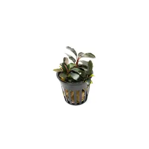 Bucephalandra Black Pearl Pot