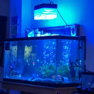 Nutritious Freeze-Dried Fish Food (Bloodworms/Brine Shrimp): Perfect for Small Fish Like Guppies, Betta & Goldfish + Pellets