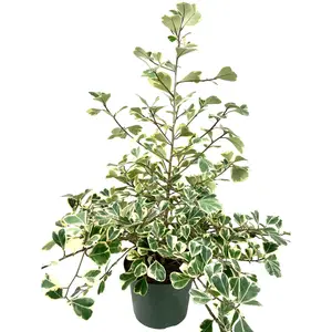 Variegated Weeping Fig Ficus - Live Plant in an 8 Inch Growers Pot - Ficus 'Triangularis Variegata' - Florist Quality Stunning Easy Care Interior Houseplant