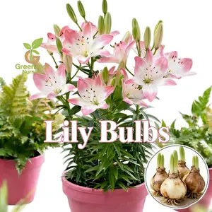 Pink lily bulbs, lush green leaves, charming scenery, suitable for home outdoor garden landscaping