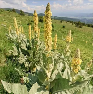 Great Mullein Verbascum thapsus 150 Seeds Heirloom- Non GMO - Open Pollinated