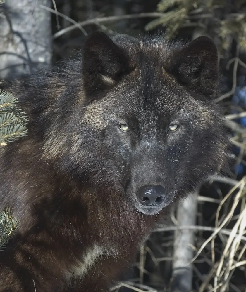 Black Timber Wolf Poster Print by John Pitcher - 26 x 30 - Large
