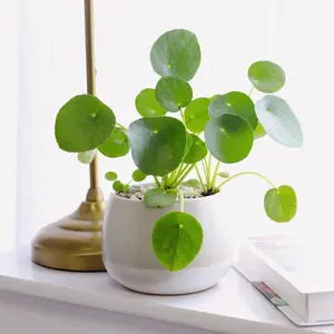Pilea Peperomioides 'Chinese Money'