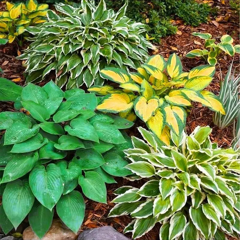 Hosta Flower Seeds Mixed Color Perennial Plants Shade Loving Garden Flowers Ground Cover Plants Easy To Grow Outdoor Shade Garden Decor