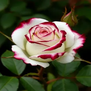 Garden Flower Seed Rose Plant Seeds Mix 200 Vibrant Colors Easy Growing for All Seasons Enhance Your Garden with Beautiful Flowers