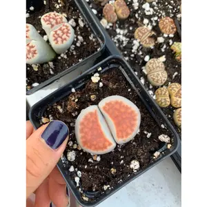 Rare Succulent - Large Lithops sp
