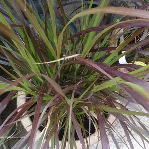 Purple Fountain Grass