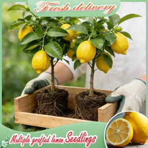 A young lemon tree, self-pollinating lemon tree – a great choice for novice gardeners. A refreshing lemon soda drink starts here! Suitable for garden planting, live seedlings