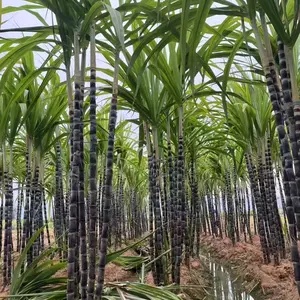 Sweet and Juicy 200 Rare Sugarcane Seeds for Year-Round Planting in Pots or Ground Ideal for Gardening Enthusiasts