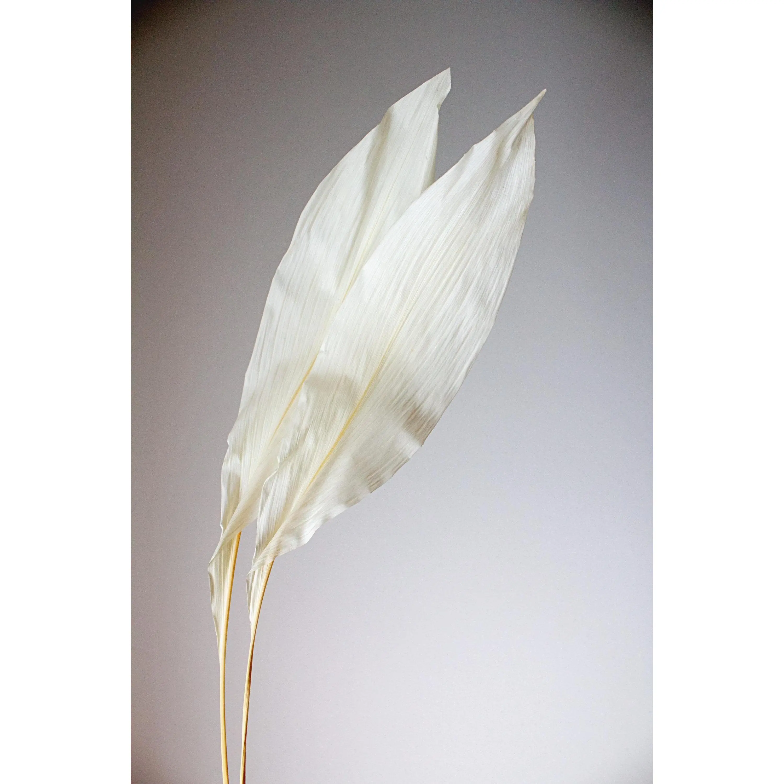 Dried Iron Leaf Floral Accent - Ikebana Style Home Decor