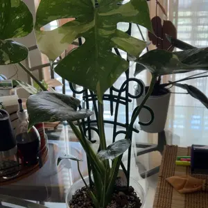 Qaobo Indoor Plant Trellis for Climbing Plants, 4 Pack Garden Trellis for Potted Plants Stackable Plant Trellis Plant Stakes for Indoor Plants Accessories Flower Plant Support