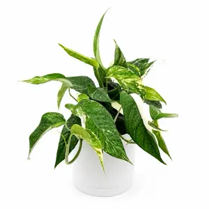 Epipremnum Pinatum Albo Flame 6" Pot Rare Collector's Plant with Unique Marbled Pattern for Indoor Air Purification Low Maintenance Decor