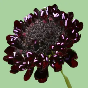 Scabiosa Pincushion flower 'Black knight' seeds