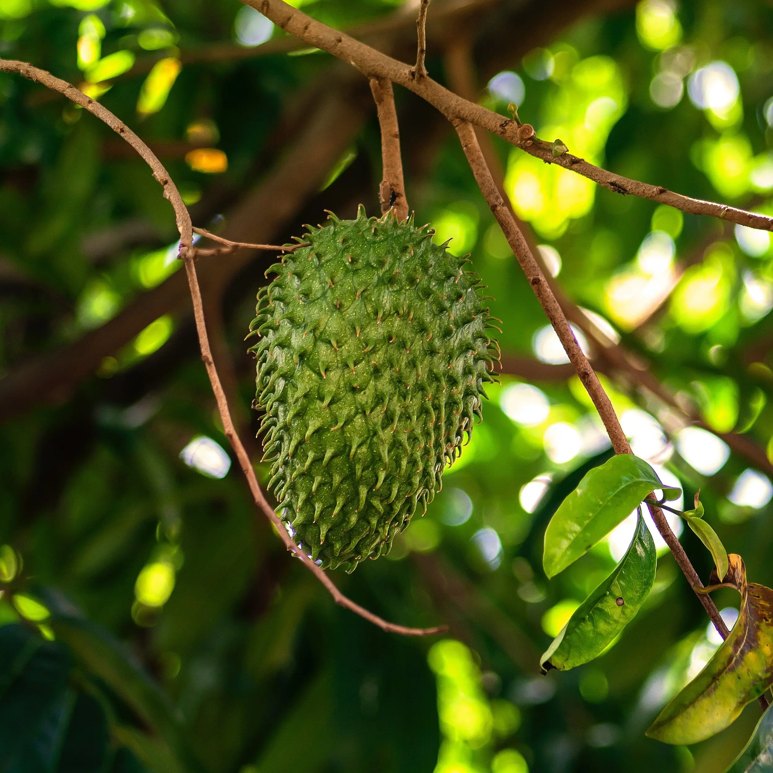 Soursop Leaves Organic - Premium Herbal Tea - Natural Antioxidants & Phytonutrients for Digestion & Immunity Support