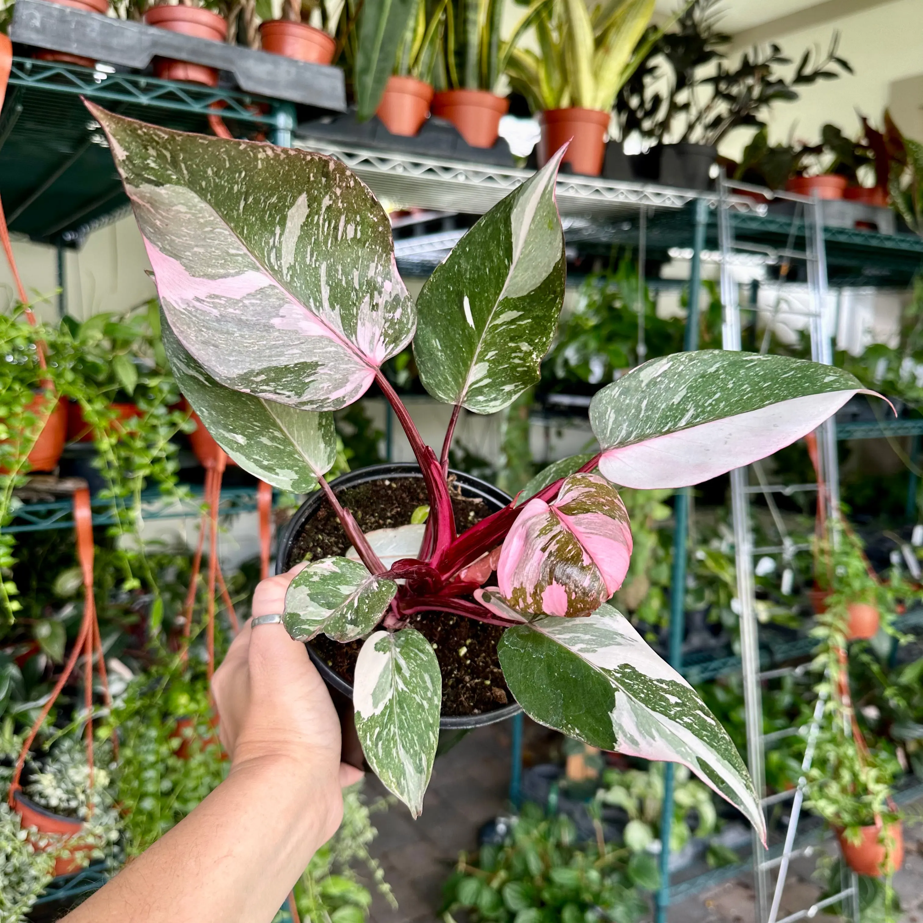 philodendron deflexum Philodendron deflexum main image 0