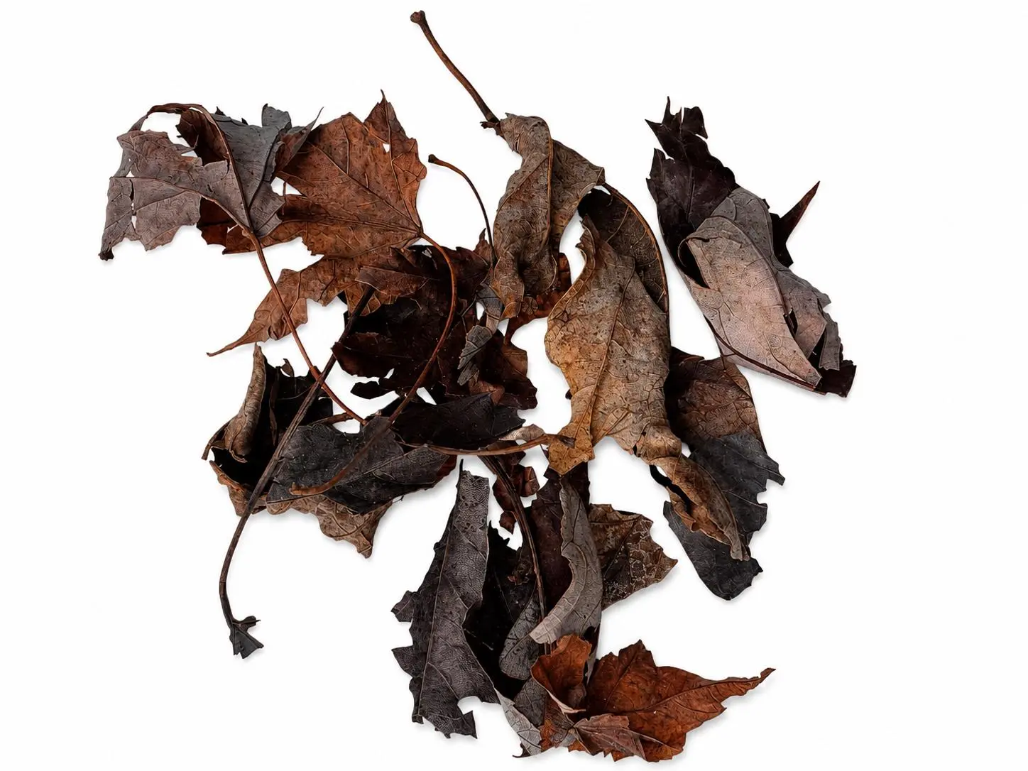 Dried Maple Leaf Litter for Isopods, Bioactive Terrariums & Vivariums