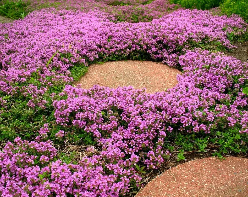Mai’s Family Creeping Thyme Seeds, 7,000 Count, Thymus serpyllum, Non-GMO Perennial Ground Cover Seeds