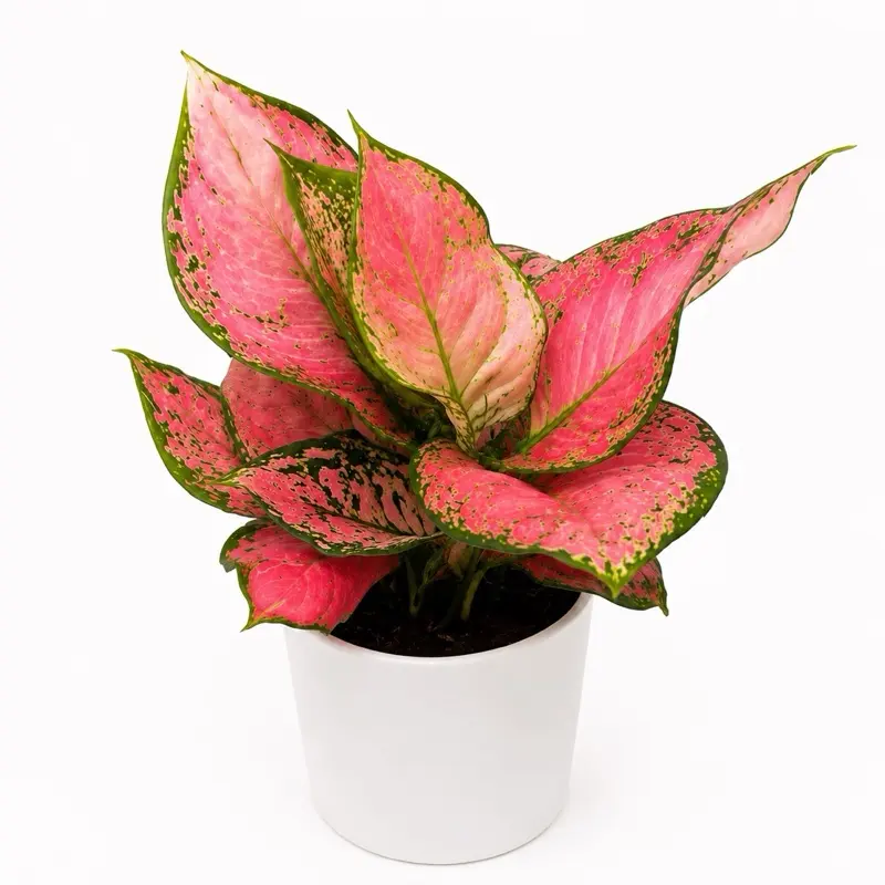 Aglaonema ‘Pink Majestic’ 5” Pot – Colorful Pink Foliage | Easy-Care Indoor Houseplant