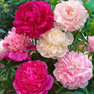 Mixed Double Peony Flower Seeds – Rare Heirloom Peony, Double Bloom, Non-GMO, Easy to Grow, Fragrant & Large Flowers, Indoor & Outdoor Garden, Backyard & Balcony Planting