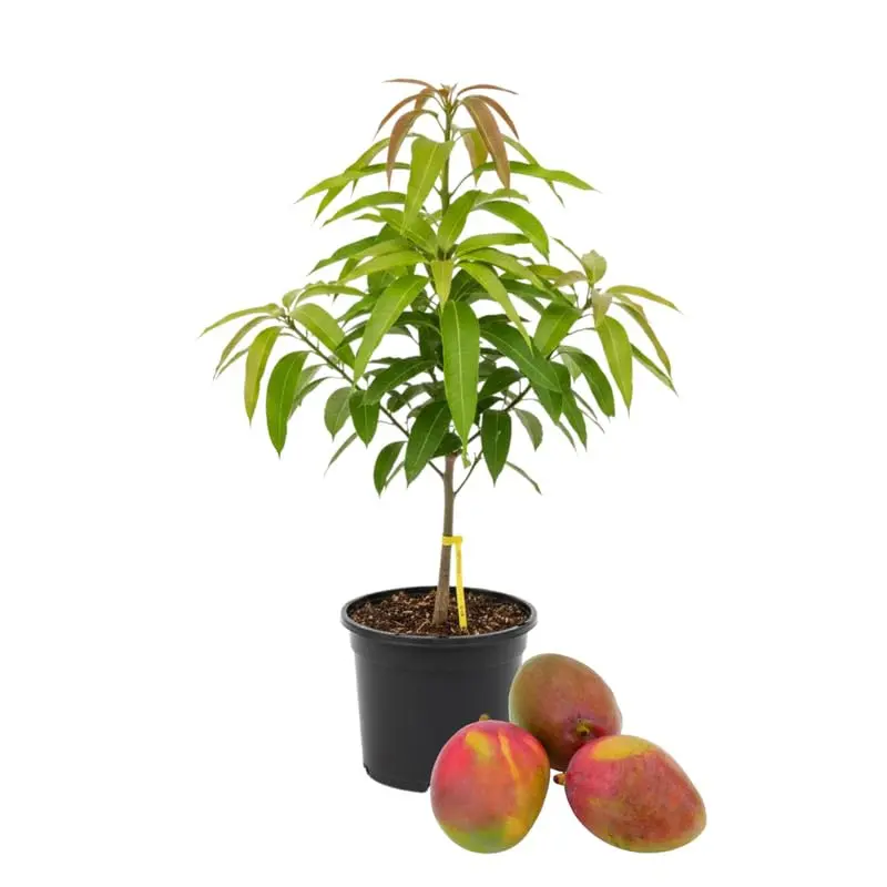 Dwarf Mango Tree Seedling, Container & Ground Planting, Home Garden Ornamental Plant