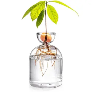 Glass Avocado Water Culture Vase, Home Decor, Decorative Flower Vase, Suitable for Family Decoration, Stylish Glass Container, Perfect for Indoor Plants, Hydroponic Vase