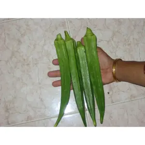 Long GREEN Pod Okra, Ladies Finger seeds, Gumbo, early maturing,