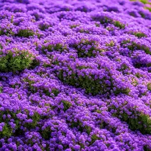 20000pcs Purple Creeping Thyme Seed for Planting Flowers Seeds Perennial Ground Cover Plants, Lawn Alternative, Fragrant, Drought-Tolerant