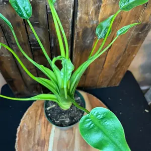 Alocasia Tiny Dancer Houseplant