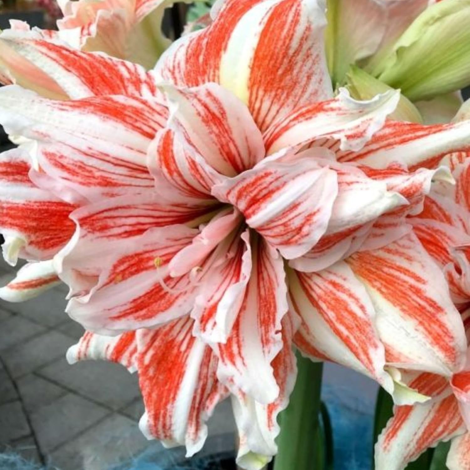 Hippeastrum Seeds – Stunning Amaryllis Flowers, Beginner-Friendly & Non-GMO, Easy to Grow for Garden, Pots, Indoor & Outdoor, Large Blooming Ornamental Flower, Perfect Gift for Garden Lovers