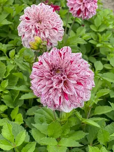 Go-Go Speckled Dahlia - Top Size Root Clump