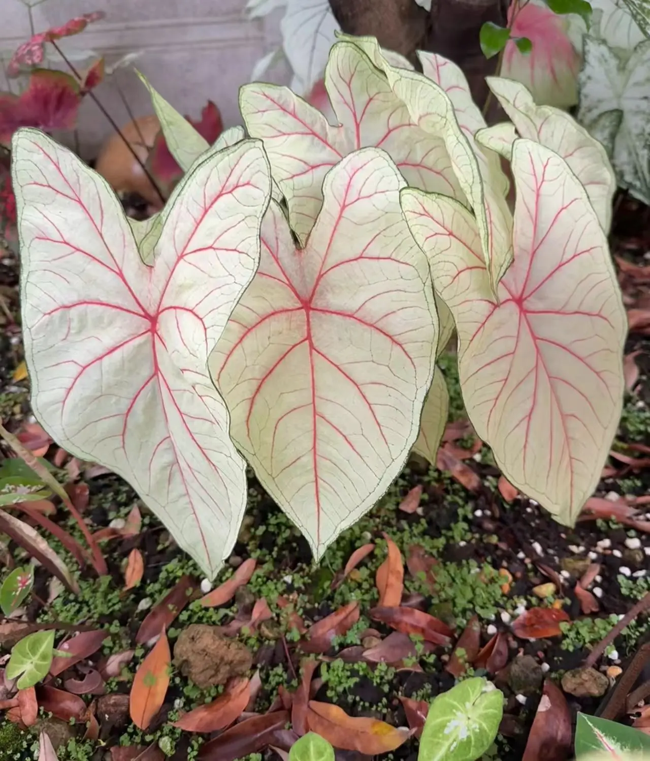 R13  Caladium Summer Pink Bulbs - Natural Pink Green Gradient Variegated Foliage Variety - Hardy Tropical Caladium Bulbs for Plant Collection & Shaded Landscape Planting